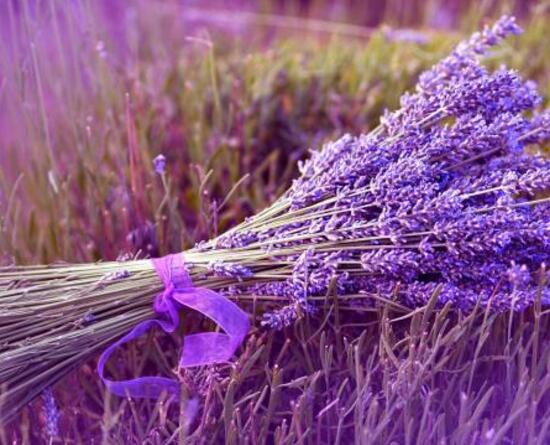 薰衣草茶多久喝一次，薰衣草功效與作用