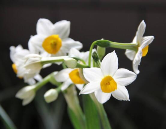 水仙花代表什么含義，純潔的愛(ài)情、吉祥祝福