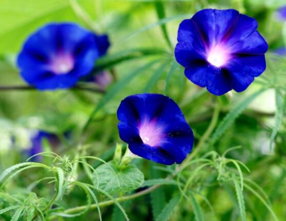 牽牛花種子要泡水嗎，只需要浸泡一個晚上即可