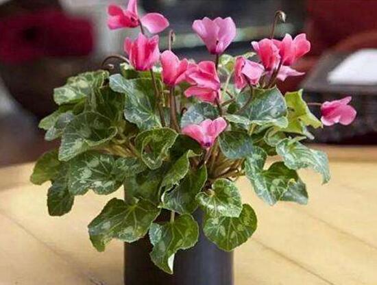 仙客來爛根怎么辦，仙客來爛根處理方法