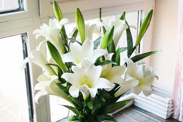 香水百合有毒嗎，花朵無毒但花香有微毒