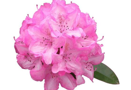 杜鵑花什么時(shí)候開，不同品種不同時(shí)期開