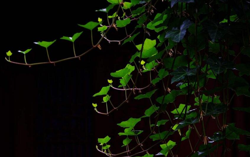 常青藤夏天怎么澆水，澆水時(shí)間要控制好