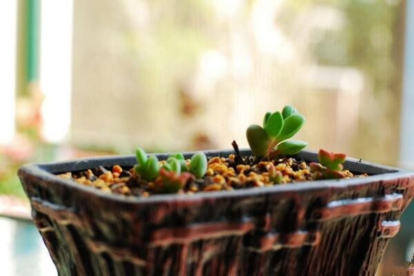 碧玉蓮怎么繁殖，桿插繁殖操作方便且成活率較高