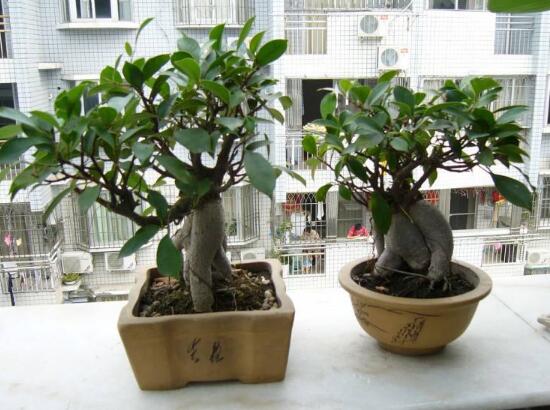 榕樹盆景冬天怎么養(yǎng)，盆景榕樹冬季注意事項(xiàng)