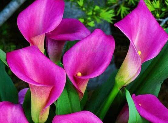 彩馬蹄蓮的養(yǎng)殖方法，做好五個要點花開艷麗