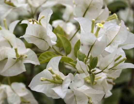 三角梅品種,細(xì)數(shù)三角梅最好看的八大品種