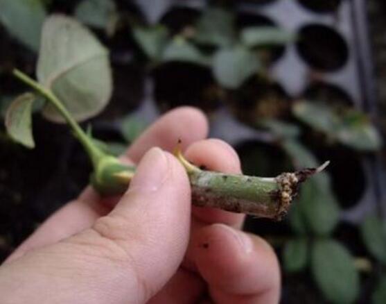 玫瑰花怎么扦插，玫瑰花扦插方法