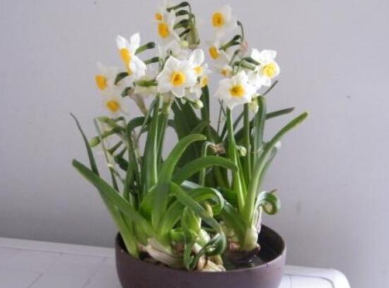 水仙花的栽培技術，盤點水培與土培簡單操作步驟