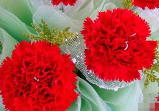 送康乃馨代表什么，母親我愛你、溫馨的祝福