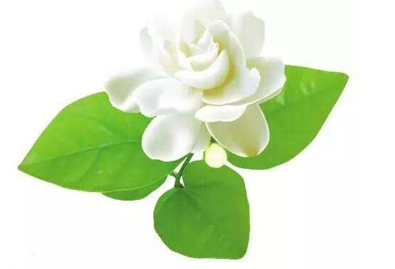 茉莉花怎么養(yǎng)，茉莉花養(yǎng)殖方法