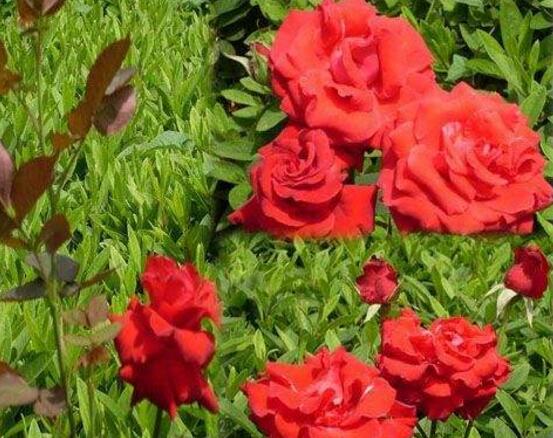 玫瑰花的功效與作用，細(xì)數(shù)玫瑰花八大功效與作用