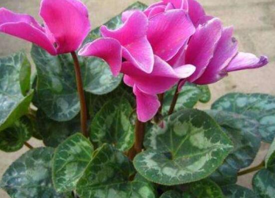 仙客來花期需施什么肥，做好薄肥少施原則(磷鉀肥為主)