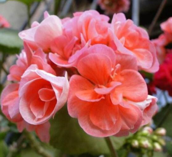 天竺葵移盆后要澆水嗎，不干不澆、澆則必透