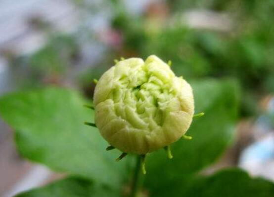 虎頭茉莉怎么養(yǎng)，做好六個養(yǎng)殖步驟即可花開爆盆