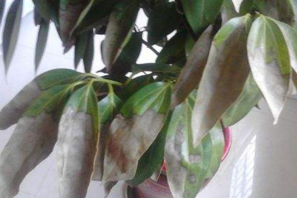 樹葉干枯是什么原因