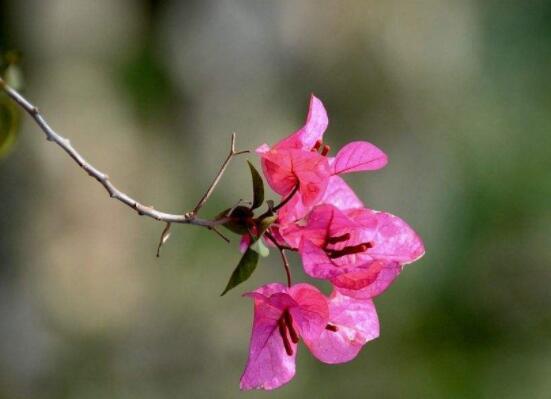 三角梅的養(yǎng)護(hù)，教你兩種簡(jiǎn)單養(yǎng)護(hù)方法(花期前和花期后)