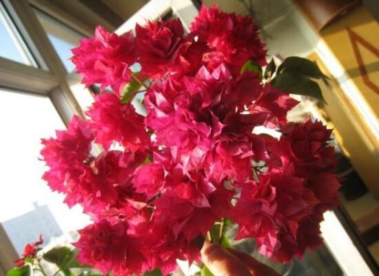 三角梅可以水培嗎，三角梅水培方法和注意事項(xiàng)