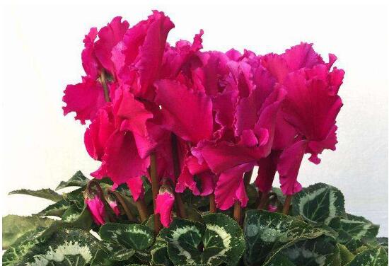 仙客來有哪些品種，仙客來品種圖片大全