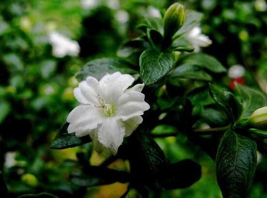 六月雪什么品種好，盤點六月雪最好的三個種類(陰木/金邊/山地)