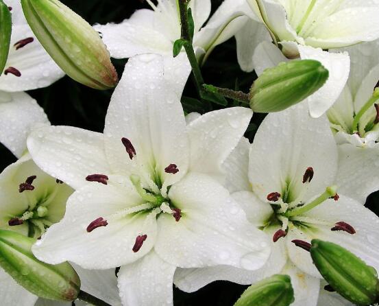 百合花放在室內(nèi)有毒嗎，花香導(dǎo)致失眠、惡心，煩亂(無(wú)毒)