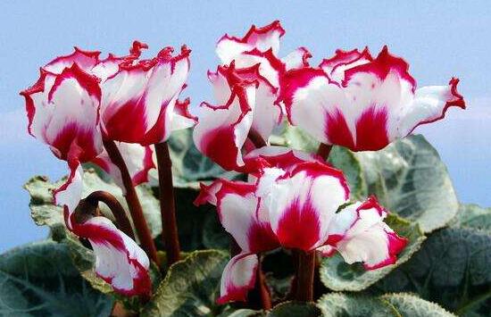 仙客來(lái)怎么修剪，仙客來(lái)剪葉子教程