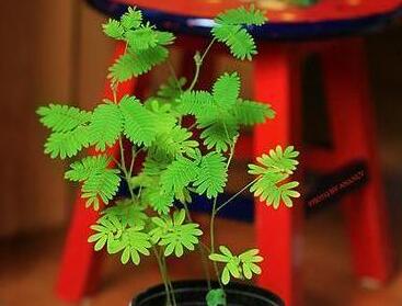 含羞草怎么養(yǎng)才活的久，要對(duì)它進(jìn)行人工繁殖才行