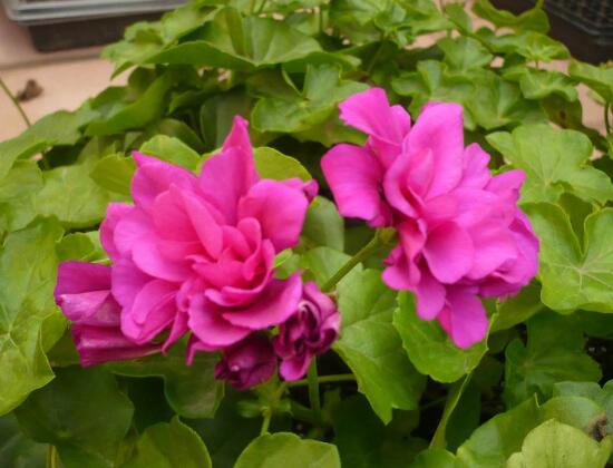 天竺葵花期，天竺葵每年5-7月開花