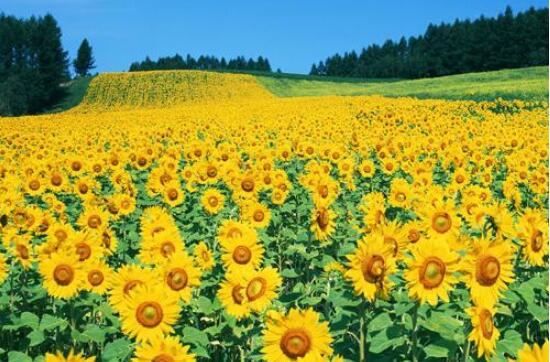 向日葵的寓意和象征，積極向上、朝氣蓬勃、繁榮昌盛