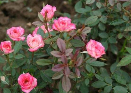 月季為何只長枝條而不開花，四種原因以及解決辦法