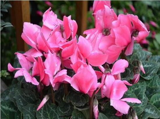 仙客來的花語是什么，仙客來適合送給什么人