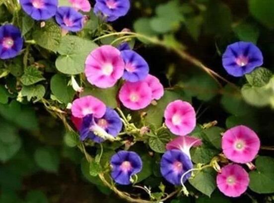 牽?；ㄔ趺答B(yǎng)，牽牛花養(yǎng)殖方法