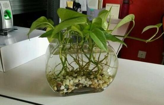 水培綠蘿怎么養(yǎng)，做好四點就能養(yǎng)得枝繁葉茂