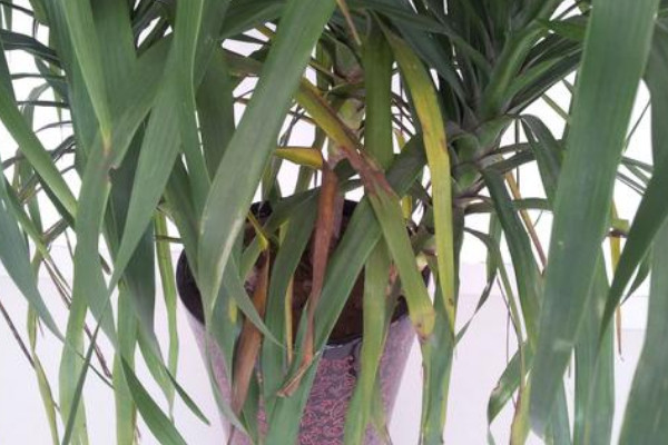 龍血樹葉子發(fā)黃怎么辦，增加光照/調(diào)節(jié)水分/提升室溫等