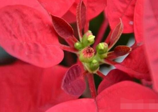 一品紅冬季怎么養(yǎng)，做好五個要點便可安然過冬