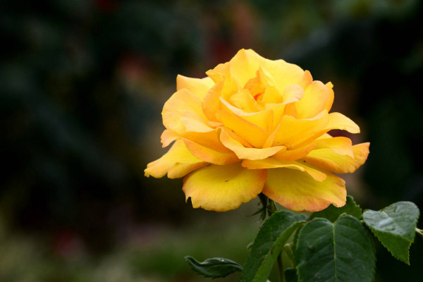 玫瑰與月季的區(qū)別，葉子/花朵/花莖具有差異