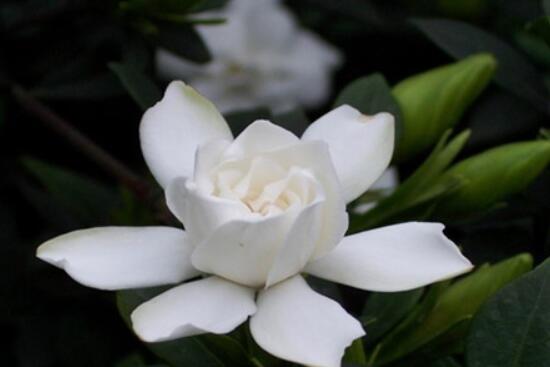 梔子花葉子蔫了怎么辦，四種原因以及解決辦法