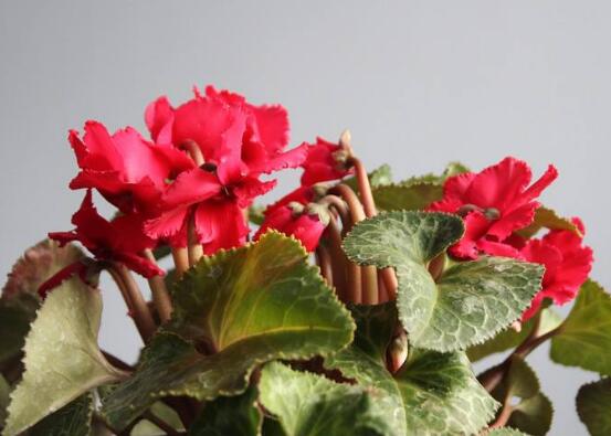 仙客來的葉子發(fā)黃怎么辦，教你四種原因以及解決辦法