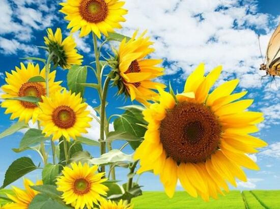 向日葵怎么施肥，向日葵要施什么肥好/農(nóng)家肥為主