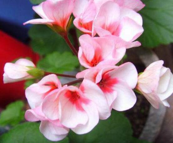 天竺葵和繡球花的區(qū)別，盤點(diǎn)三種區(qū)別方法(外形/習(xí)性/價(jià)值)