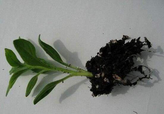 牽牛花怎么扦插，牽?；ㄇげ宸椒? src="/zhiwu/d/file/p/2019/05-27/ab07fcd60da9abce84ca1d3fc3defa6c.jpg" / data-UI7e="JKnISp">
<p data-PeOK="9g6sPG">
	<strong data-QaWV="kcbCTP">1、</strong>當給牽?；ㄟM行扦插，首選時間可以是春季季節(jié)，扦插的成活率非常高。在春秋季節(jié)，因溫度適宜、空氣干燥，達到恒溫、多水的效果，這時進行扦插大大增加其成活率。</p>
<p style="text-align: center;" data-VDAW="Lc0ebV">
	<img alt=