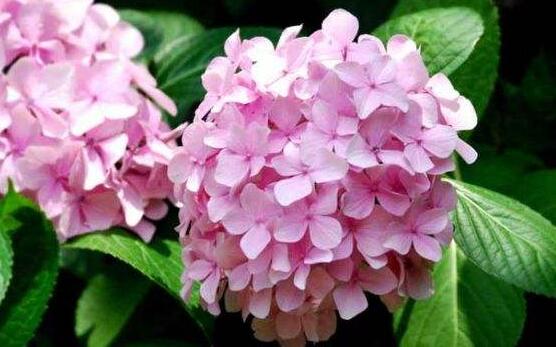 繡球花夏季怎么養(yǎng)，六個方法教你安然度夏