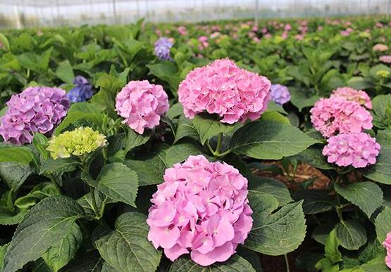 繡球怎么澆水，做好四個要點可生長青翠碧綠