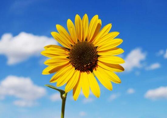 向日葵花語(yǔ)是什么，向日葵的寓意象征著光明與熱情