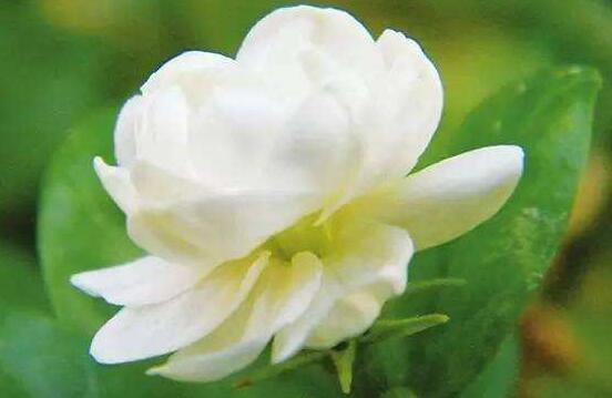 茉莉花有毒嗎，茉莉花可以放在室內(nèi)嗎