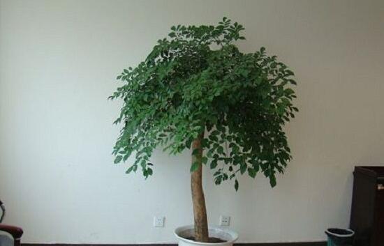 幸福樹(shù)病蟲(chóng)害，盤(pán)點(diǎn)最常見(jiàn)的四種病蟲(chóng)害防治大全