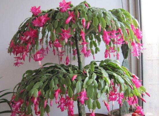 蟹爪蘭不開(kāi)花的原因，蟹爪蘭怎么修剪開(kāi)花多