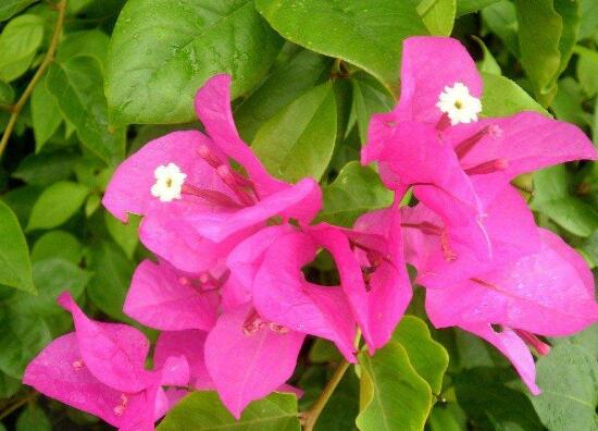 三角梅葉子發(fā)黃的原因，三角梅葉子發(fā)黃脫落怎么辦