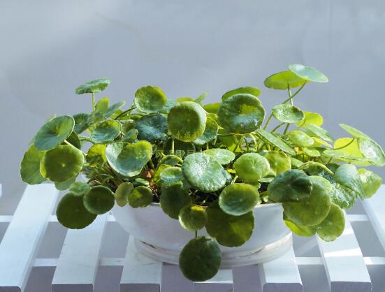 銅錢草和鏡面草的區(qū)別，外觀/生長環(huán)境/價值三種區(qū)別方法