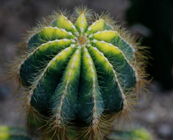 仙人球的養(yǎng)殖方法和注意事項(xiàng)，做好五個(gè)要點(diǎn)一年四季健康茂盛